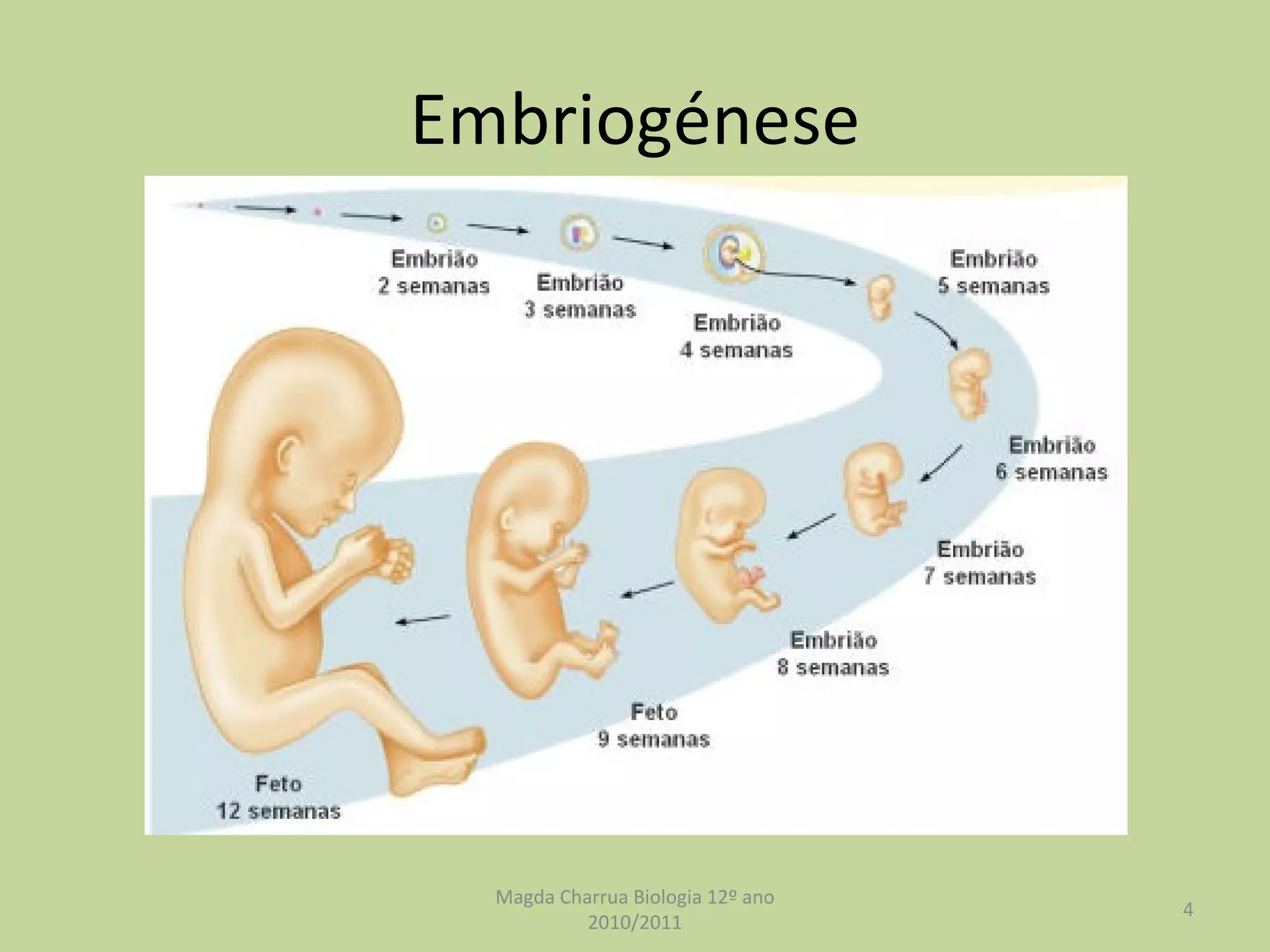 Embriogénese Magda Charrua Biologia 12º ano 2010/2011 