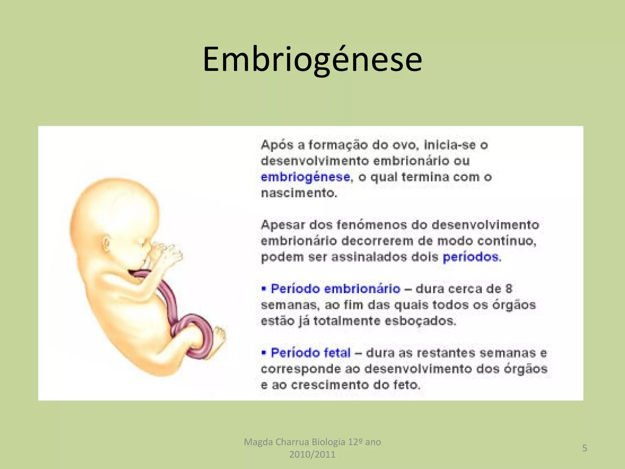 Embriogénese Magda Charrua Biologia 12º ano 2010/2011 
