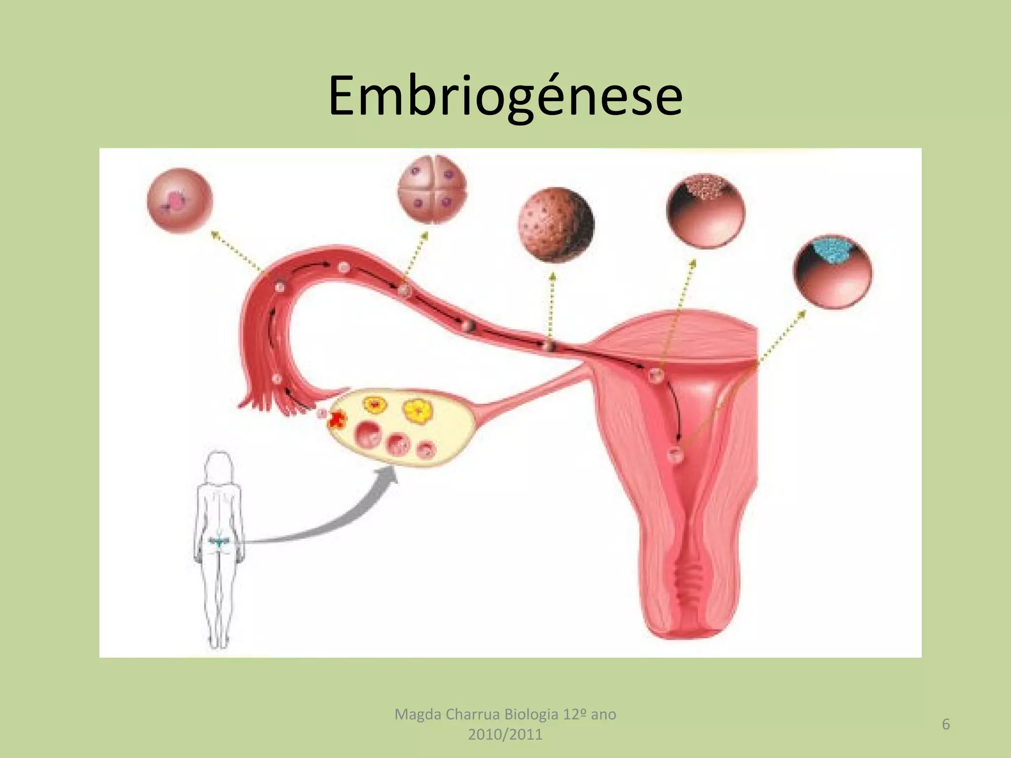 Embriogénese Magda Charrua Biologia 12º ano 2010/2011 