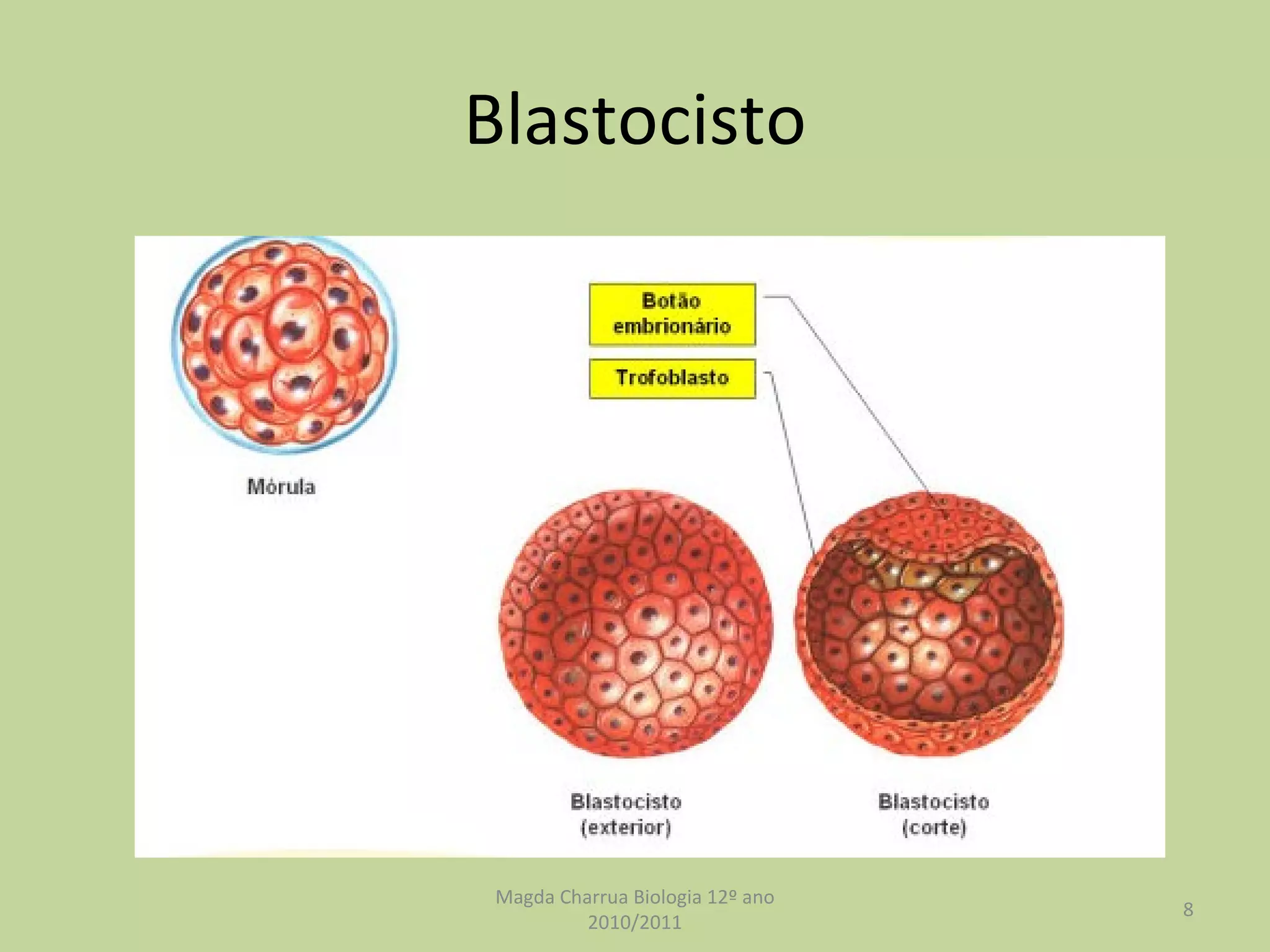 Blastocisto Magda Charrua Biologia 12º ano 2010/2011 