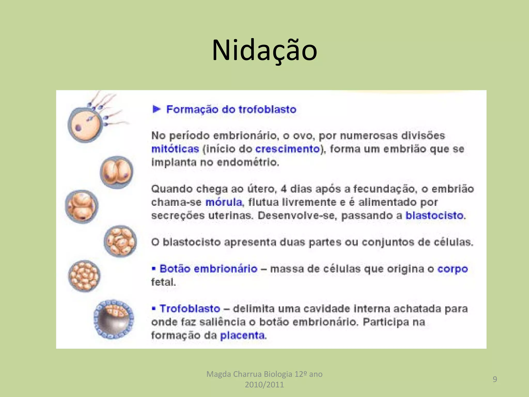 Nidação Magda Charrua Biologia 12º ano 2010/2011 
