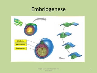 Embriogénese Magda Charrua Biologia 12º ano 2010/2011 