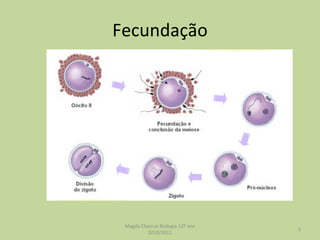 Fecundação Magda Charrua Biologia 12º ano 2010/2011 