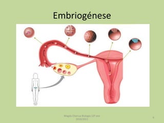 Embriogénese Magda Charrua Biologia 12º ano 2010/2011 