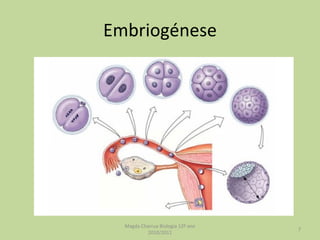 Embriogénese Magda Charrua Biologia 12º ano 2010/2011 