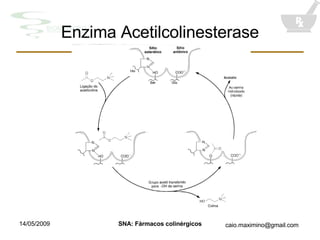 Enzima Acetilcolinesterase 