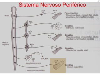 Sistema Nervoso Periférico 