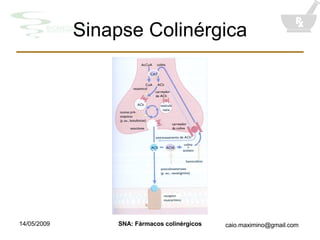Sinapse Colinérgica 