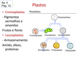 Plastos
• Cromoplastos
- Pigmentos
vermelhos e
amarelos
Frutos e flores
• Leucoplastos
- Armazenamento
Amido, óleos,
proteínas
Ap. 4
Pag. 12
 