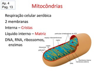 Mitocôndrias
Respiração celular aeróbica
2 membranas
Interna – Cristas
Líquido interno – Matriz
DNA, RNA, ribossomos,
enzimas
Ap. 4
Pag. 13
 