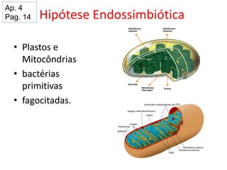 Hipótese Endossimbiótica
• Plastos e
Mitocôndrias
• bactérias
primitivas
• fagocitadas.
Ap. 4
Pag. 14
 