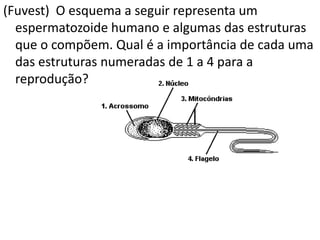 (Fuvest) O esquema a seguir representa um
espermatozoide humano e algumas das estruturas
que o compõem. Qual é a importância de cada uma
das estruturas numeradas de 1 a 4 para a
reprodução?
 