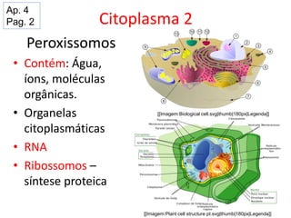 Citoplasma 2
Peroxissomos
• Contém: Água,
íons, moléculas
orgânicas.
• Organelas
citoplasmáticas
• RNA
• Ribossomos –
síntese proteica
[[Imagem:Biological cell.svg|thumb|180px|Legenda]]
[[Imagem:Plant cell structure pt.svg|thumb|180px|Legenda]]
Ap. 4
Pag. 2
 