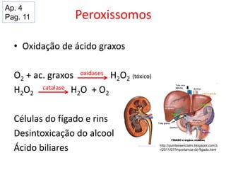 Peroxissomos
• Oxidação de ácido graxos
O2 + ac. graxos oxidases H2O2 (tóxico)
H2O2
catalase H2O + O2
Células do fígado e rins
Desintoxicação do alcool
Ácido biliares http://quintessenciatni.blogspot.com.b
r/2011/07/importancia-do-figado.html
Ap. 4
Pag. 11
 