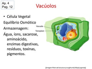 Vacúolos
• Célula Vegetal
Equilíbrio Osmótico
Armazenagem:
Água, íons, sacarose,
aminoácido,
enzimas digestivas,
resíduos, toxinas,
pigmentos.
[[Imagem:Plant cell structure pt.svg|thumb|180px|Legenda]]
Ap. 4
Pag. 12
 