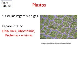 Plastos
• Células vegetais e algas
Espaço interno:
DNA, RNA, ribossomos,
Proteínas - enzimas
[[Imagem:Chloroplasten.jpg|thumb|180px|Legenda]]
Ap. 4
Pag. 12
 