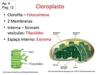 Cloroplasto
• Clorofila – Fotossíntese
• 2 Membranas
• Interna – formam
vesículas: Tilacóides
• Espaço interno: Estroma
http://www.infoescola.com/biologia/fotossintese/ http://biocarthagenes.blogspot.com.br/2011/05/fotossintese.html
Ap. 4
Pag. 12
 