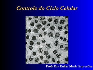 Controle do Ciclo Celular Profa Dra Enilza Maria Espreafico 