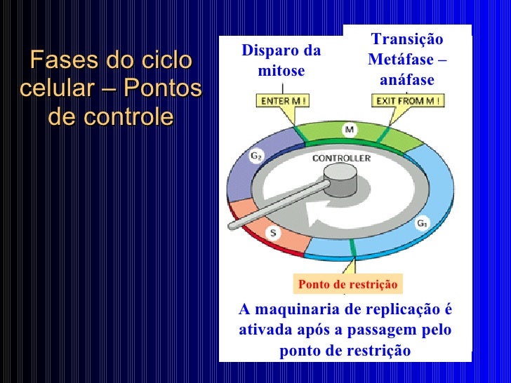 Ciclo Celular Biologia Celular Ciclo Celular Biologia Celular