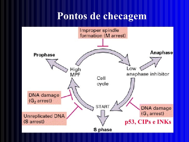 Ciclo Celular Biologia Celular Ciclo Celular Biologia Celular