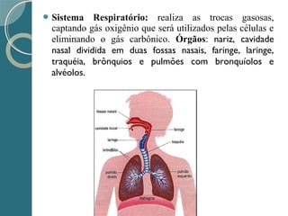  Sistema Respiratório: realiza as trocas gasosas,
captando gás oxigênio que será utilizados pelas células e
eliminando o gás carbônico. Órgãos: nariz, cavidade
nasal dividida em duas fossas nasais, faringe, laringe,
traquéia, brônquios e pulmões com bronquíolos e
alvéolos.
 
