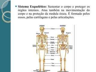  Sistema Esquelético: Sustentar o corpo e proteger os
órgãos internos. Atua também na movimentação do
corpo e na proteção da medula óssea. É formado pelos
ossos, pelas cartilagens e pelas articulações.
 