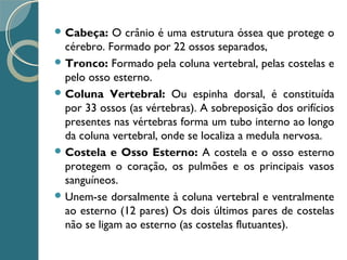  Cabeça: O crânio é uma estrutura óssea que protege o
cérebro. Formado por 22 ossos separados,
 Tronco: Formado pela coluna vertebral, pelas costelas e
pelo osso esterno.
 Coluna Vertebral: Ou espinha dorsal, é constituída
por 33 ossos (as vértebras). A sobreposição dos orifícios
presentes nas vértebras forma um tubo interno ao longo
da coluna vertebral, onde se localiza a medula nervosa.
 Costela e Osso Esterno: A costela e o osso esterno
protegem o coração, os pulmões e os principais vasos
sanguíneos.
 Unem-se dorsalmente à coluna vertebral e ventralmente
ao esterno (12 pares) Os dois últimos pares de costelas
não se ligam ao esterno (as costelas flutuantes).
 