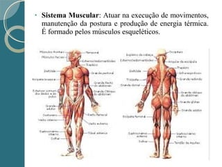 • Sistema Muscular: Atuar na execução de movimentos,
manutenção da postura e produção de energia térmica.
É formado pelos músculos esqueléticos.
 