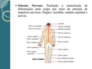  Sistema Nervoso: Produção e transmissão de
informações pelo corpo por meio da emissão de
impulsos nervosos. Órgãos: encéfalo, medula espinhal e
nervos.
 