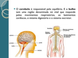  O cerebelo é responsável pelo equilíbrio. E o bulbo
tem uma região denominada nó vital que responde
pelos movimentos respiratórios, os batimentos
cardíacos, o sistema digestório e o sistema excretor.
 