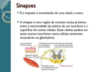 SinapsesSinapses
 É o impulso é transmitido de uma célula a outra.
 A sinapse é uma região de contato muito próximo
entre a extremidade do axônio de um neurônio e a
superfície de outras células. Estas células podem ser
tanto outros neurônios como células sensoriais,
musculares ou glandulares.
 