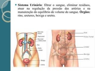  Sistema Urinário: filtrar o sangue, eliminar resíduos,
atuar na regulação da pressão das artérias e na
manutenção do equilíbrio do volume do sangue. Órgãos:
rins, ureteres, bexiga e uretra.
 