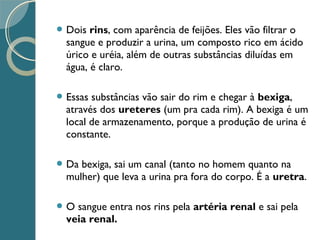  Dois rins, com aparência de feijões. Eles vão filtrar o
sangue e produzir a urina, um composto rico em ácido
úrico e uréia, além de outras substâncias diluídas em
água, é claro.
 Essas substâncias vão sair do rim e chegar à bexiga,
através dos ureteres (um pra cada rim). A bexiga é um
local de armazenamento, porque a produção de urina é
constante.
 Da bexiga, sai um canal (tanto no homem quanto na
mulher) que leva a urina pra fora do corpo. É a uretra.
 O sangue entra nos rins pela artéria renal e sai pela
veia renal.
 