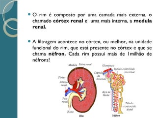  O rim é composto por uma camada mais externa, o
chamado córtex renal e uma mais interna, a medula
renal.
 A filtragem acontece no córtex, ou melhor, na unidade
funcional do rim, que está presente no córtex e que se
chama néfron. Cada rim possui mais de 1milhão de
néfrons!
 