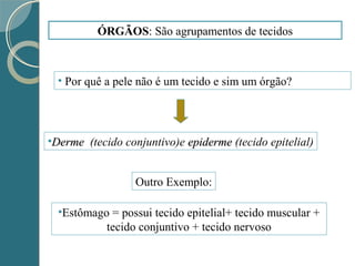 ÓRGÃOS: São agrupamentos de tecidos
• Por quê a pele não é um tecido e sim um órgão?
•Estômago = possui tecido epitelial+ tecido muscular +
tecido conjuntivo + tecido nervoso
Outro Exemplo:
•DermeDerme (tecido conjuntivo)e epidermeepiderme (tecido epitelial)
 