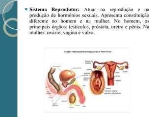  Sistema Reprodutor: Atuar na reprodução e na
produção de hormônios sexuais. Apresenta constituição
diferente no homem e na mulher. No homem, os
principais órgãos: testículos, próstata, uretra e pênis. Na
mulher: ovário, vagina e vulva.
 