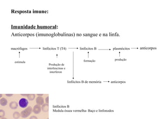 Resposta imune:
Imunidade humoral:
Anticorpos (imunoglobulinas) no sangue e na linfa.
macrófagos linfócitos T (T4) linfócitos B plasmócitos
estimula
Produção de
interleucinas e
interferon
formação
anticorpos
produção
linfócitos B de memória anticorpos
linfócitos B
Medula óssea vermelha- Baço e linfonodos
 