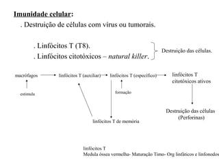 Imunidade celular:
. Destruição de células com vírus ou tumorais.
. Linfócitos T (T8).
. Linfócitos citotóxicos – natural killer.
macrófagos linfócitos T (auxiliar) linfócitos T (específico)
Destruição das células.
estimula formação
linfócitos T
citotóxicos ativos
linfócitos T de memória
linfócitos T
Medula óssea vermelha- Maturação Timo- Org linfáticos e linfonodos
Destruição das células
(Perforinas)
 