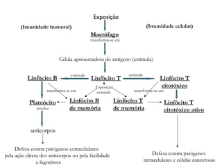 Exposição
Macrófago
Célula apresentadora do antígeno (estimula)
Linfócito T
estimulaestimula
Linfócito T
citotóxico
Linfócito B
Plamócito
produz
anticorpos
Linfócito B
de memória
Linfócito T
de memória
Linfócito T
citotóxico ativo
Defesa contra patógenos extracelulares
pela ação direta dos anticorpos ou pela facilidade
a fagocitose
Defesa contra patógenos
intracelulares e células cancerosas
Esposição
estimula
(Imunidade celular)(Imunidade humoral)
transforma-se em
transforma-se em transforma-se em
 