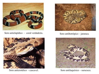 Soro antielapídico – coral verdadeira.
Soro anticrotálico - cascavel.
Soro antibotrópico – jararaca.
Soro antilaquésico – surucucu.
 
