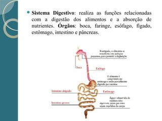  Sistema Digestivo: realiza as funções relacionadas
com a digestão dos alimentos e a absorção de
nutrientes. Órgãos: boca, faringe, esôfago, fígado,
estômago, intestino e pâncreas.
 
