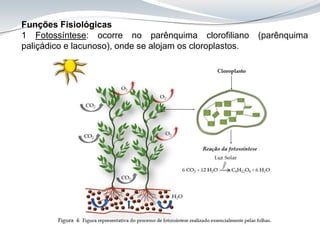 Funções Fisiológicas
1 Fotossíntese: ocorre no parênquima clorofiliano (parênquima
paliçádico e lacunoso), onde se alojam os cloroplastos.
 