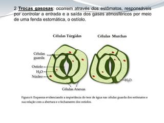 2 Trocas gasosas: ocorrem através dos estômatos, responsáveis
por controlar a entrada e a saída dos gases atmosféricos por meio
de uma fenda estomática, o ostíolo.
 