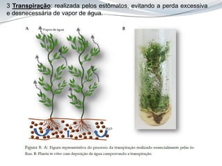 3 Transpiração: realizada pelos estômatos, evitando a perda excessiva
e desnecessária de vapor de água.
 