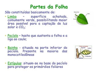Partes da Folha
São constituídas basicamente de:
 Limbo – superfície achatada,
comumente verde, possibilitando maior
área possível para a captação de luz
solar e CO2;
 Pecíolo – haste que sustenta a folha e a
liga ao caule;
 Bainha - situada na parte inferior do
pecíolo. Presente na maioria das
monocotiledôneas
 Estípulas: situam-se na base do pecíolo
para proteger os primórdios foliares
 