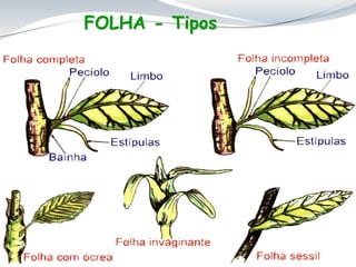 FOLHA - Tipos
 