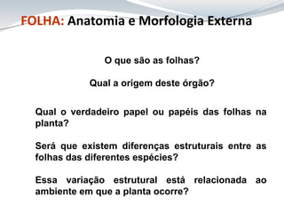 Qual o verdadeiro papel ou papéis das folhas na
planta?
Será que existem diferenças estruturais entre as
folhas das diferentes espécies?
Essa variação estrutural está relacionada ao
ambiente em que a planta ocorre?
O que são as folhas?
Qual a origem deste órgão?
FOLHA: Anatomia e Morfologia Externa
 