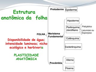 FOLHA Meristema
Fundamental
Epiderme
Protoderme
Colênquima
Parênquima
clorofiliano
Esclerênquima
Lacunoso ou
Esponjoso
Paliçádico
Xilema
Procâmbio
Floema
Estrutura
anatômica da folha
Disponibilidade de água;
intensidade luminosa; nicho
ecológico e herbivoria
PLASTICIDADE
ANATÔMICA
Hipoderme
 
