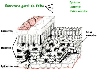 Estrutura geral da folha
Epiderme
Epiderme
Mesofilo
Feixe
vascular
Epiderme
Mesofilo
Feixe vascular
 
