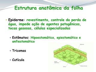  Epiderme: revestimento, controle da perda de
água, impede ação de agentes patogênicos,
tocas gasosas, células especializadas
 Estômatos: Hipoestomático, epiestomático e
anfiestomático
 Tricomas
 Cutícula
Estrutura anatômica da folha
 